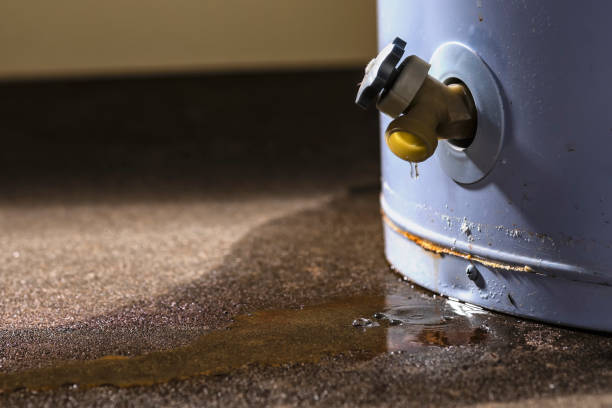 Best Basement water damage restoration  in Lake Magdalene, FL