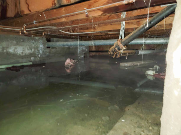 Best Flooded house restoration  in Lake Magdalene, FL