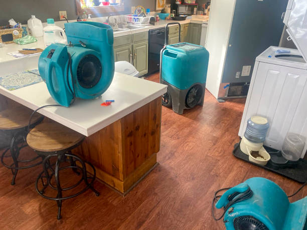 Best Mold removal after water damage  in Lake Magdalene, FL