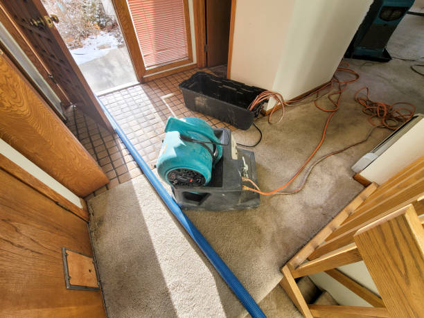 Best Local water damage restoration  in Lake Magdalene, FL