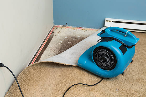 Best Flood damage cleanup  in Lake Magdalene, FL
